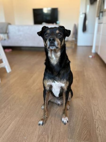 Liebevolles Zuhause gesucht für Nikan#