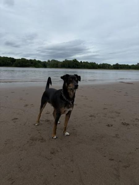 Liebevolles Zuhause gesucht für Nikan#