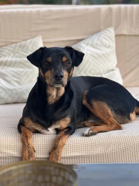 Liebevolles Zuhause gesucht für Nikan#