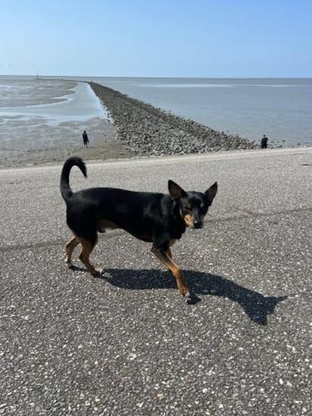 Liebevolles Zuhause gesucht für Nikan#