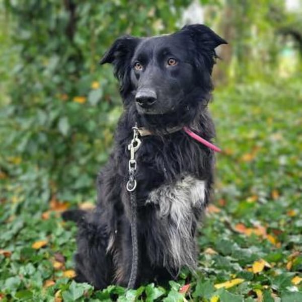 Kira - mit Traumhundpotenzial