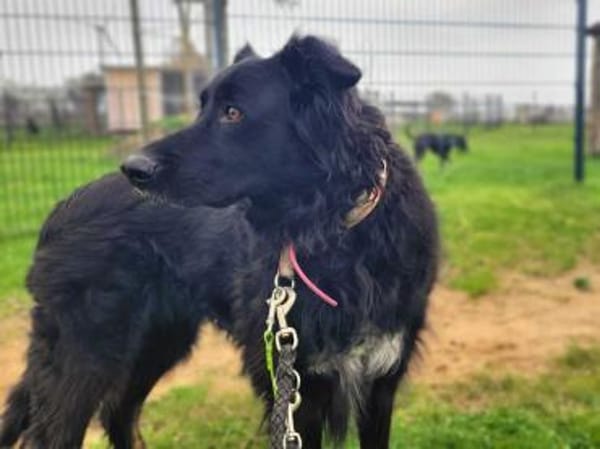 Kira - mit Traumhundpotenzial