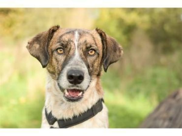 Birga - wartet in 41238 Mönchengladbach