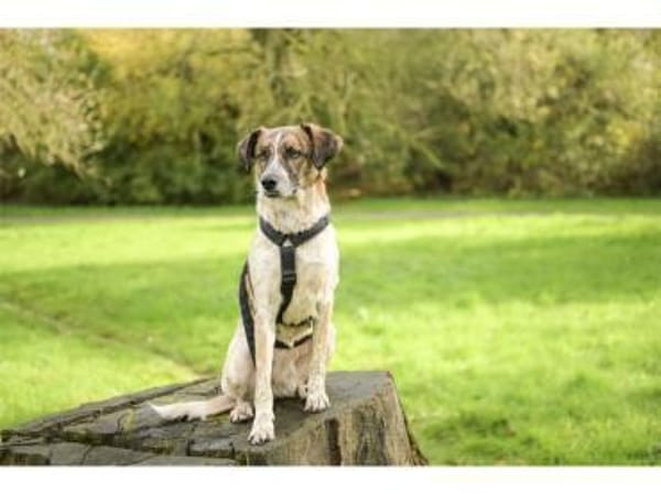 Birga - wartet in 41238 Mönchengladbach