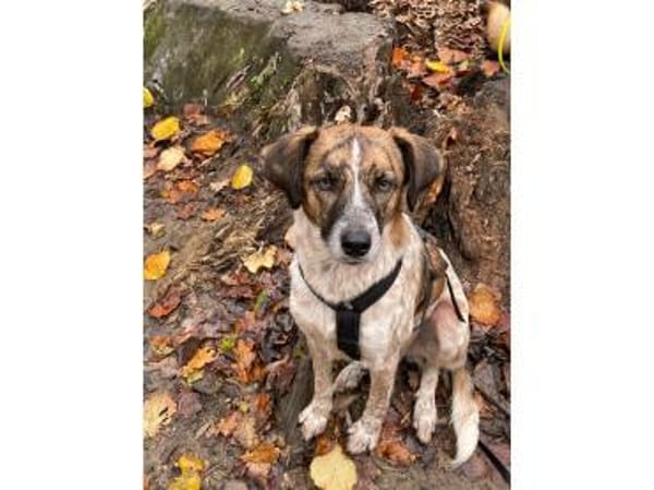 Birga - wartet in 41238 Mönchengladbach