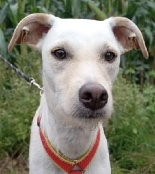 Danes süßer Bube sucht sein Glück