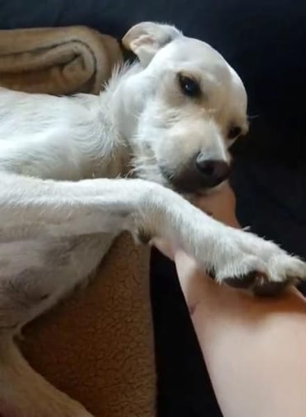 Danes süßer Bube sucht sein Glück