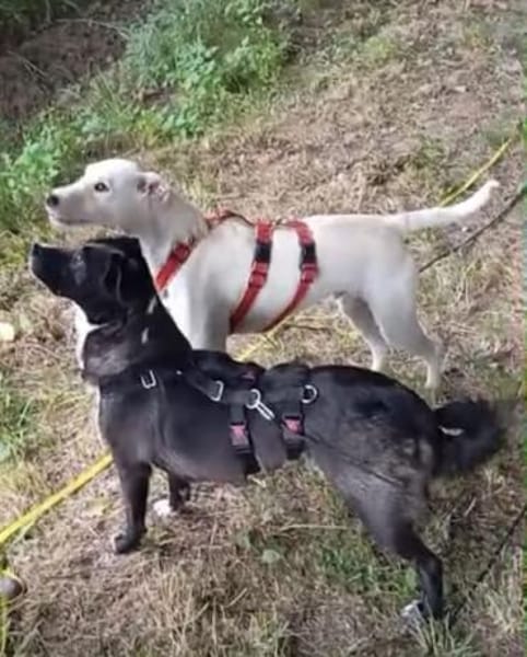 Danes süßer Bube sucht sein Glück