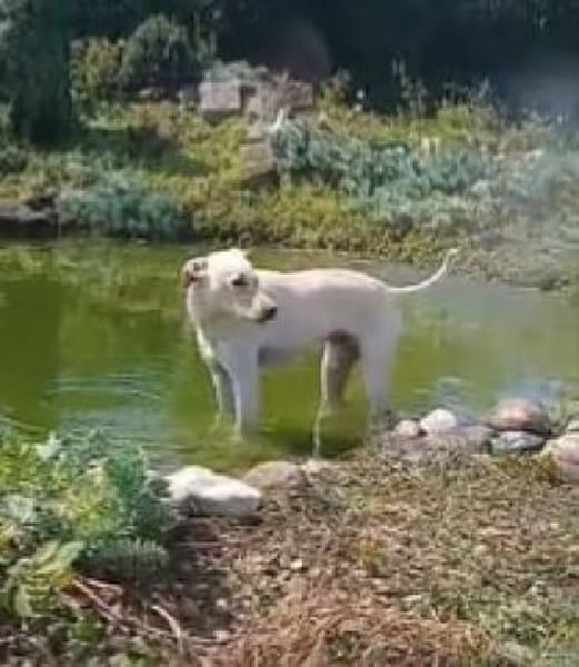 Danes süßer Bube sucht sein Glück