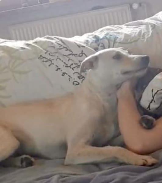 Danes süßer Bube sucht sein Glück