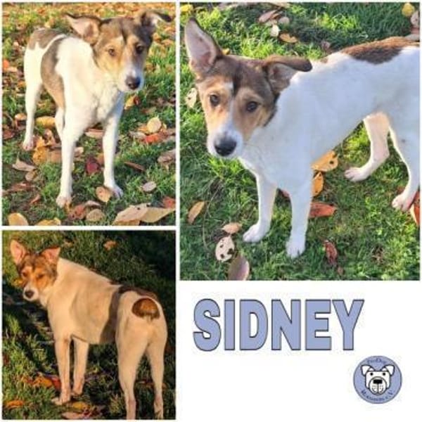 SIDNEY -unkomplizierter,sensibler Schatz