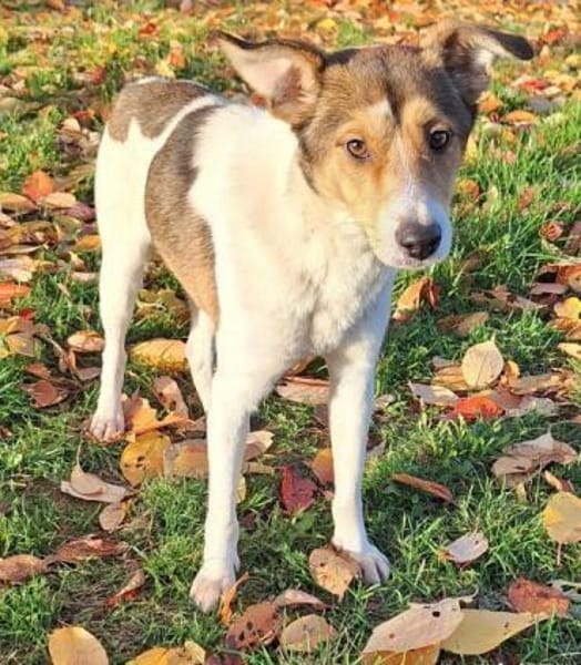 SIDNEY -unkomplizierter,sensibler Schatz