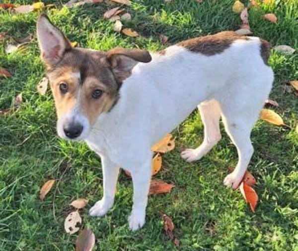 SIDNEY -unkomplizierter,sensibler Schatz