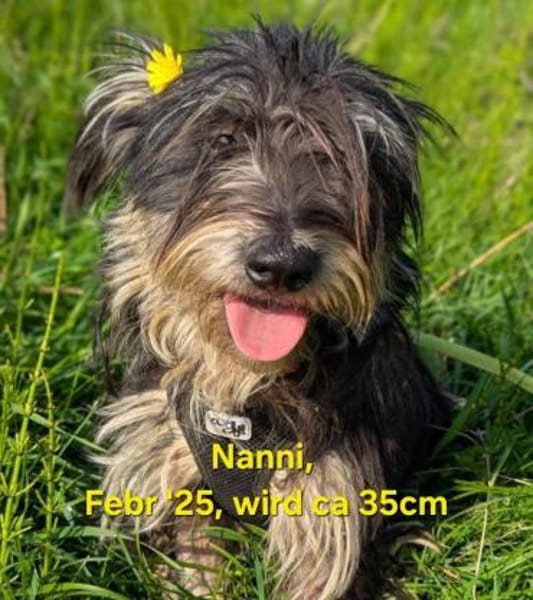 Nanni möchte dich gerne verzaubern