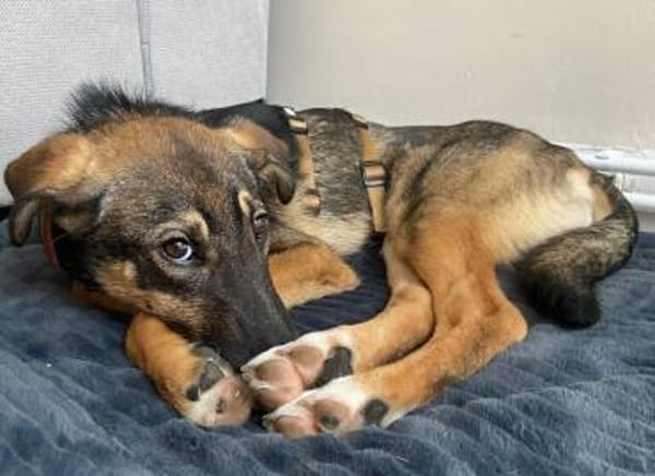 Azizam träumt von seiner eigenen Familie