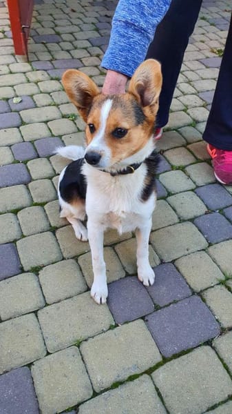 Der freundliche Diego 1 Jahr alt