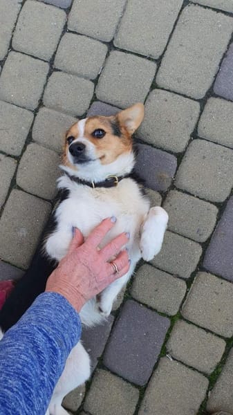 Der freundliche Diego 1 Jahr alt