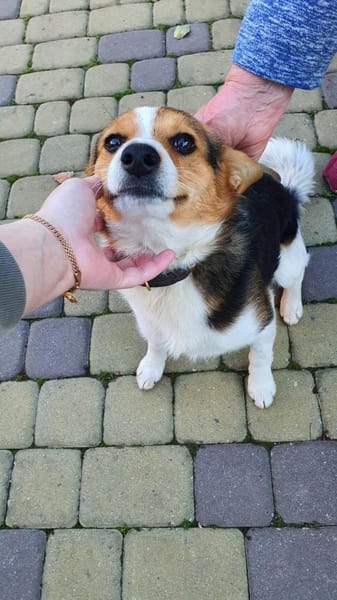 Der freundliche Diego 1 Jahr alt