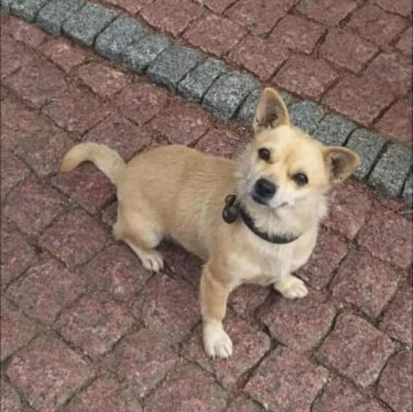 Eine kleine liebe Hündin