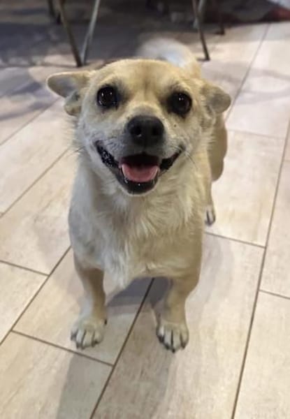 Eine kleine liebe Hündin