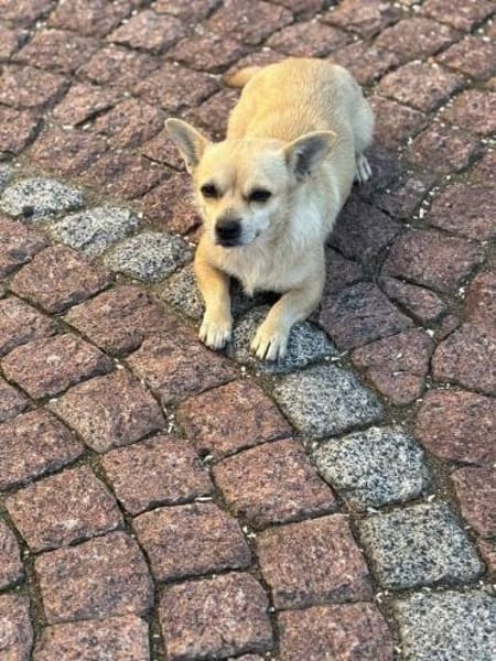 Eine kleine liebe Hündin