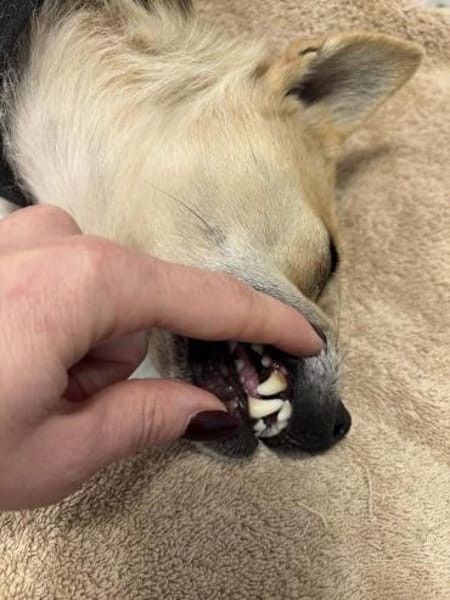 Eine kleine liebe Hündin