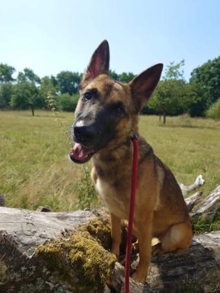 Xena vermißt -IHREN- Menschen