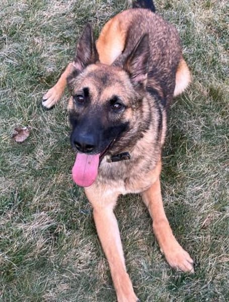 Xena vermißt -IHREN- Menschen