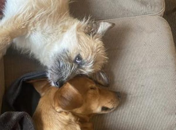 Ylwie ist ein echter Hauptgewinn