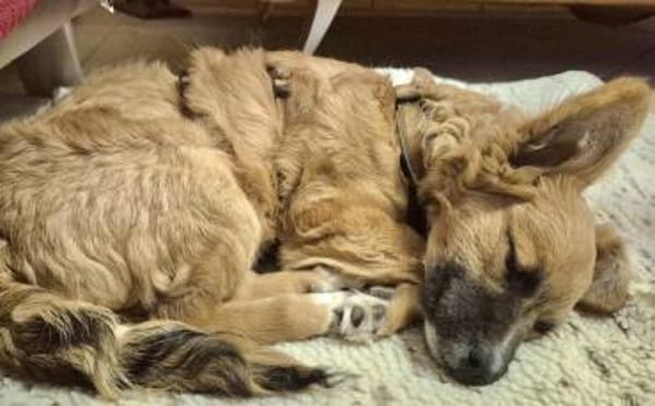 Möchtest du Roya kennenlernen?