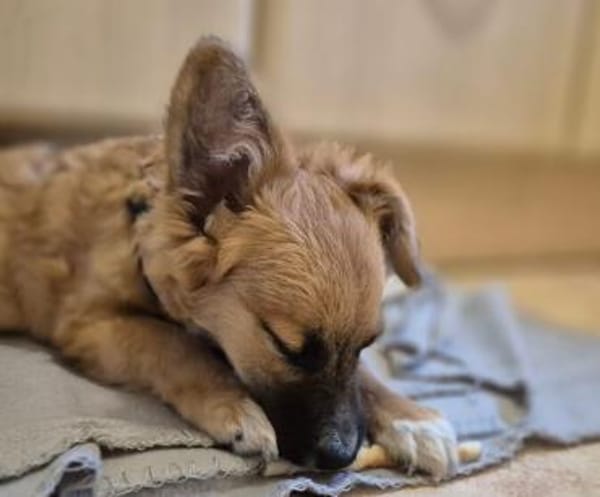 Möchtest du Roya kennenlernen?