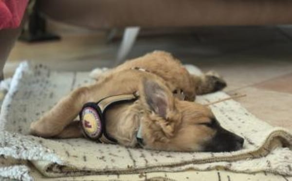 Möchtest du Roya kennenlernen?