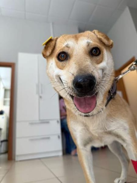 unter 50cm klein und total lieb Barashka