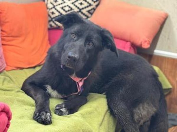 Mulan - unsere Powermaus sucht Dich