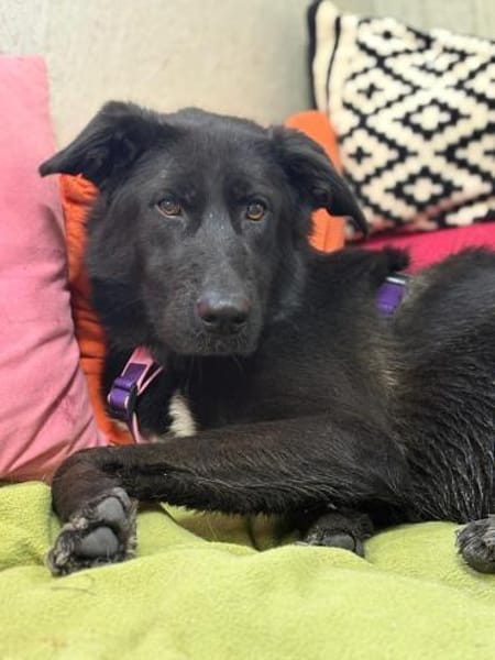 Mulan - unsere Powermaus sucht Dich