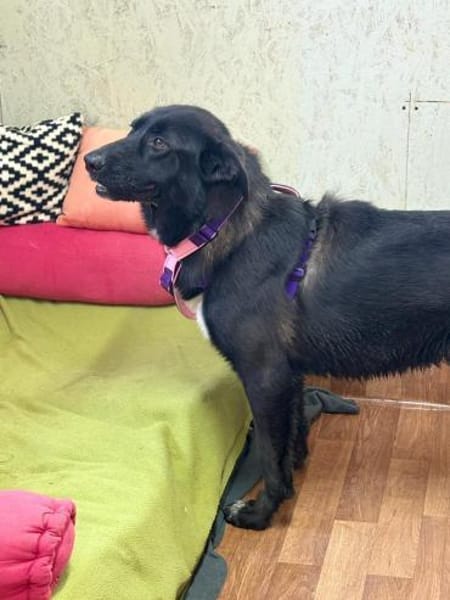 Mulan - unsere Powermaus sucht Dich