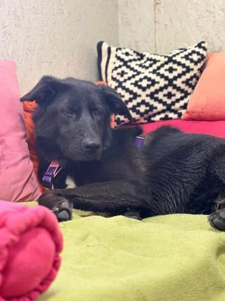 Mulan - unsere Powermaus sucht Dich