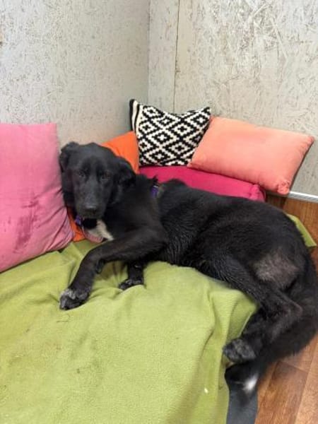 Mulan - unsere Powermaus sucht Dich