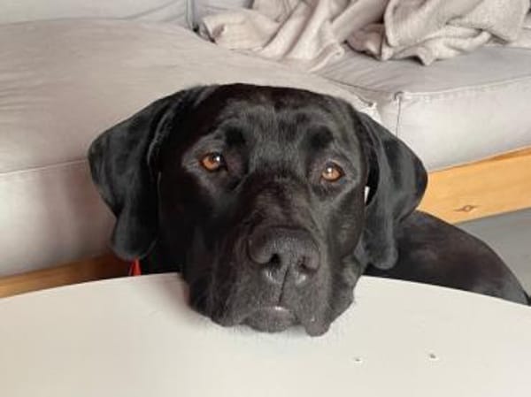 Otto schaut nach einem neuen Zuhause