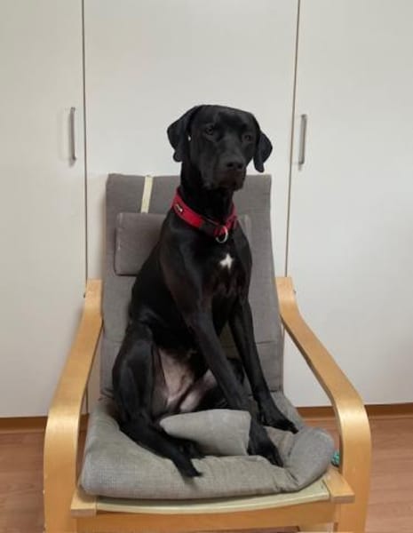 Otto schaut nach einem neuen Zuhause