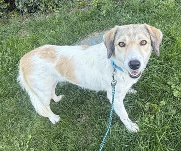 Limja, geb. ca. 04/2022, 67735 Mehlbach