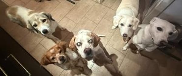 Limja, geb. ca. 04/2022, 67735 Mehlbach