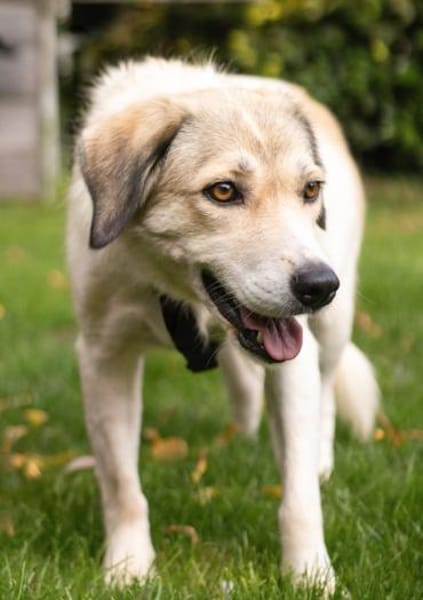 Limja, geb. ca. 04/2022, 67735 Mehlbach