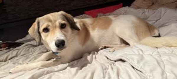 Limja, geb. ca. 04/2022, 67735 Mehlbach