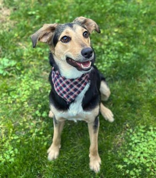 Polly - wartet auf eine 2.Chance