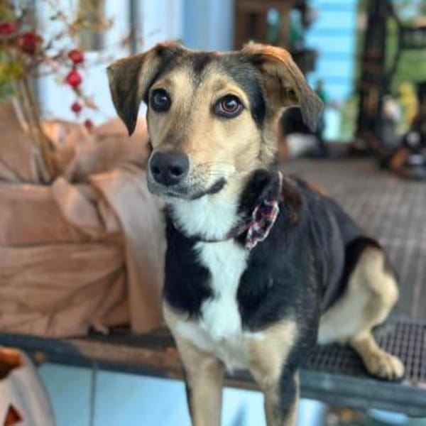 Polly - wartet auf eine 2.Chance