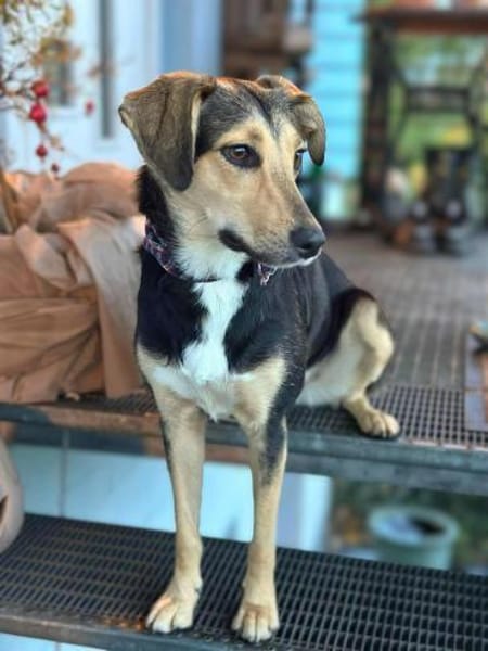 Polly - wartet auf eine 2.Chance