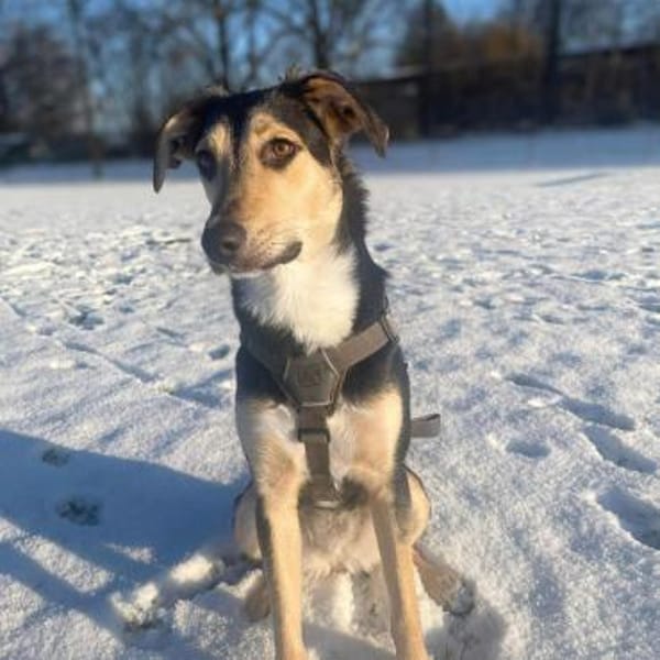 Polly - wartet auf eine 2.Chance