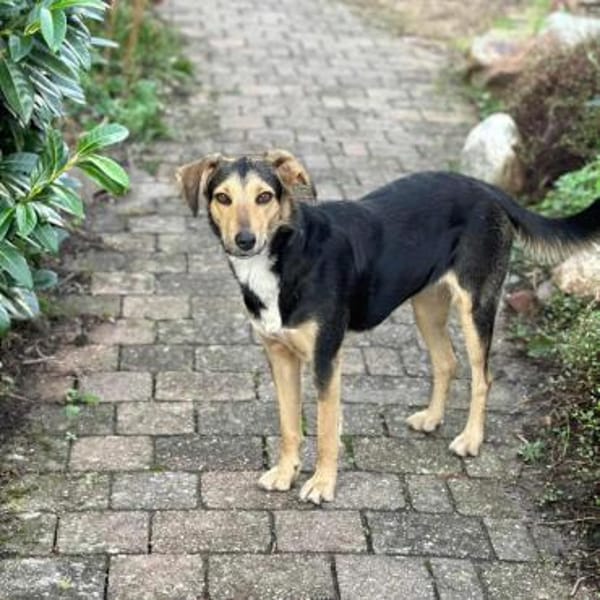 Polly - wartet auf eine 2.Chance