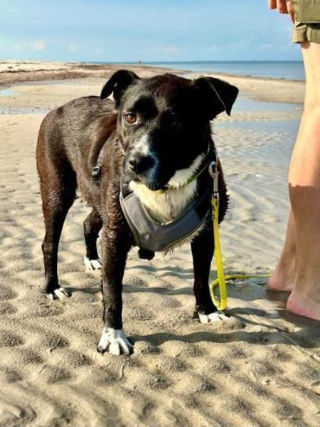 Hübsche Hündin, 5 Jahre